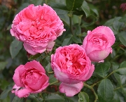 La Rose de Molinard